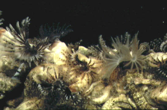 Hydroides, a fan worm 